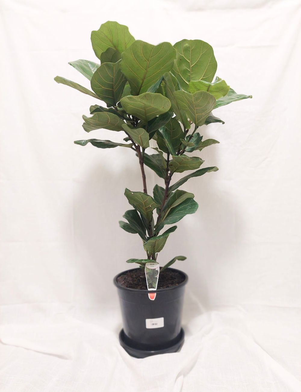 Ficus lyrata 'Fiddle-leaf Fig'