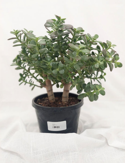 Crassula ovata (Jade Plant)