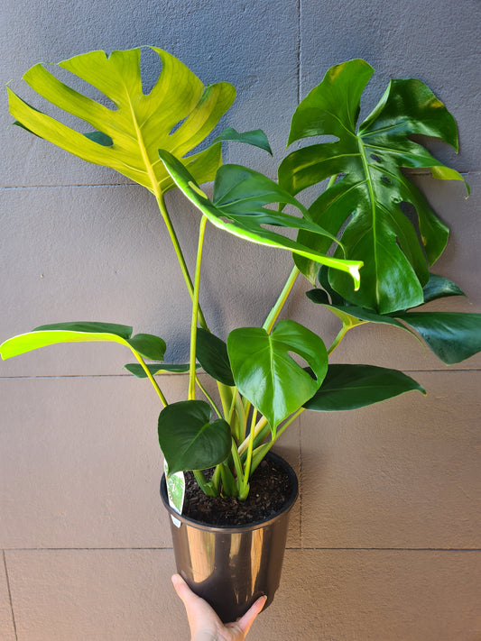 Monstera deliciosa 'Swiss Cheese Plant'