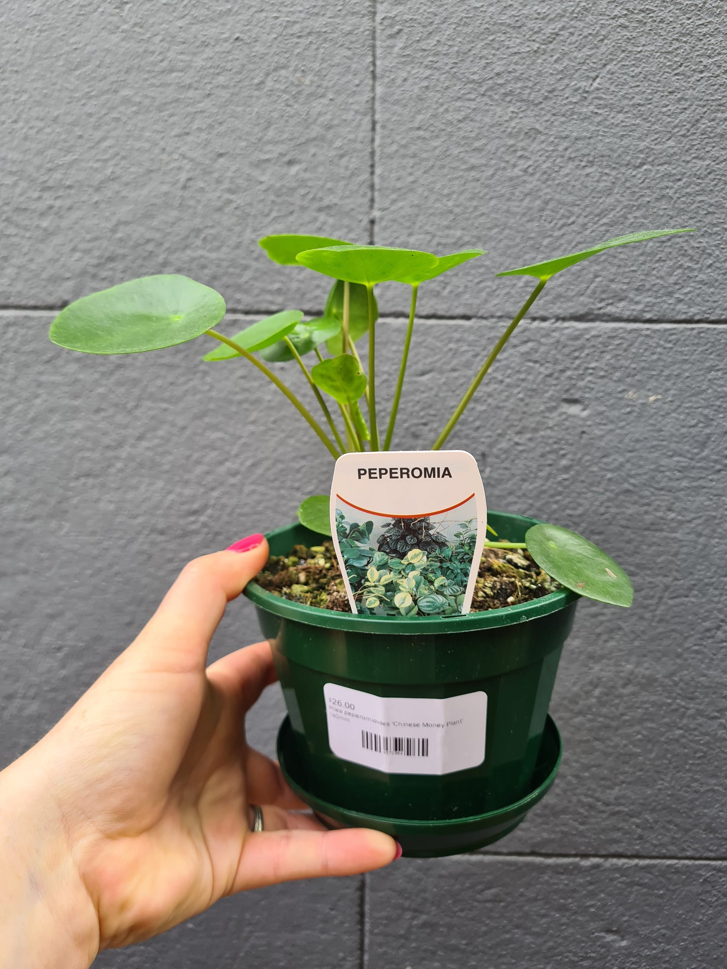 Pilea peperomioides 'Chinese Money Plant'