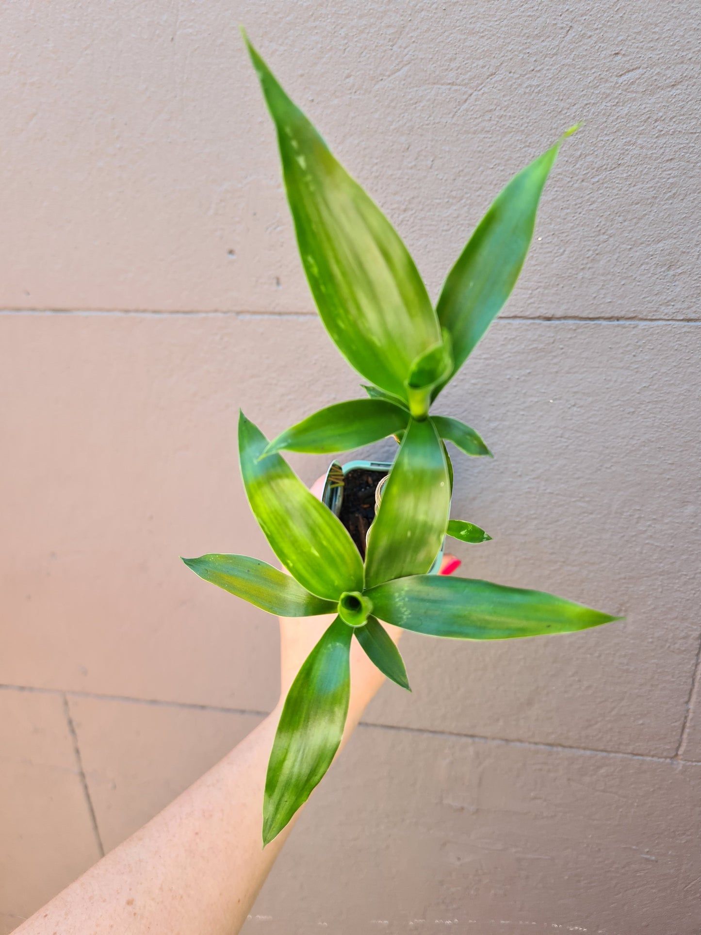 Dracaena sanderiana 'Lucky Bamboo'