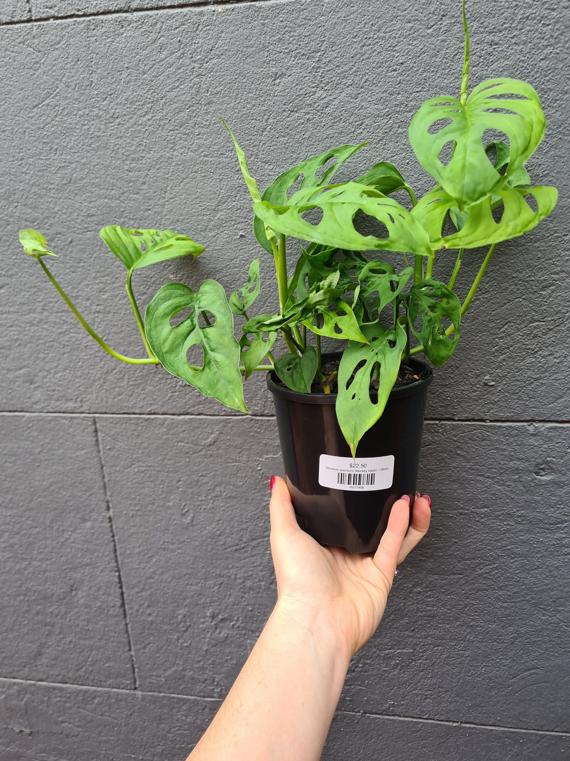 Monstera adansonii 'Monkey Mask' – Wattle & Bee
