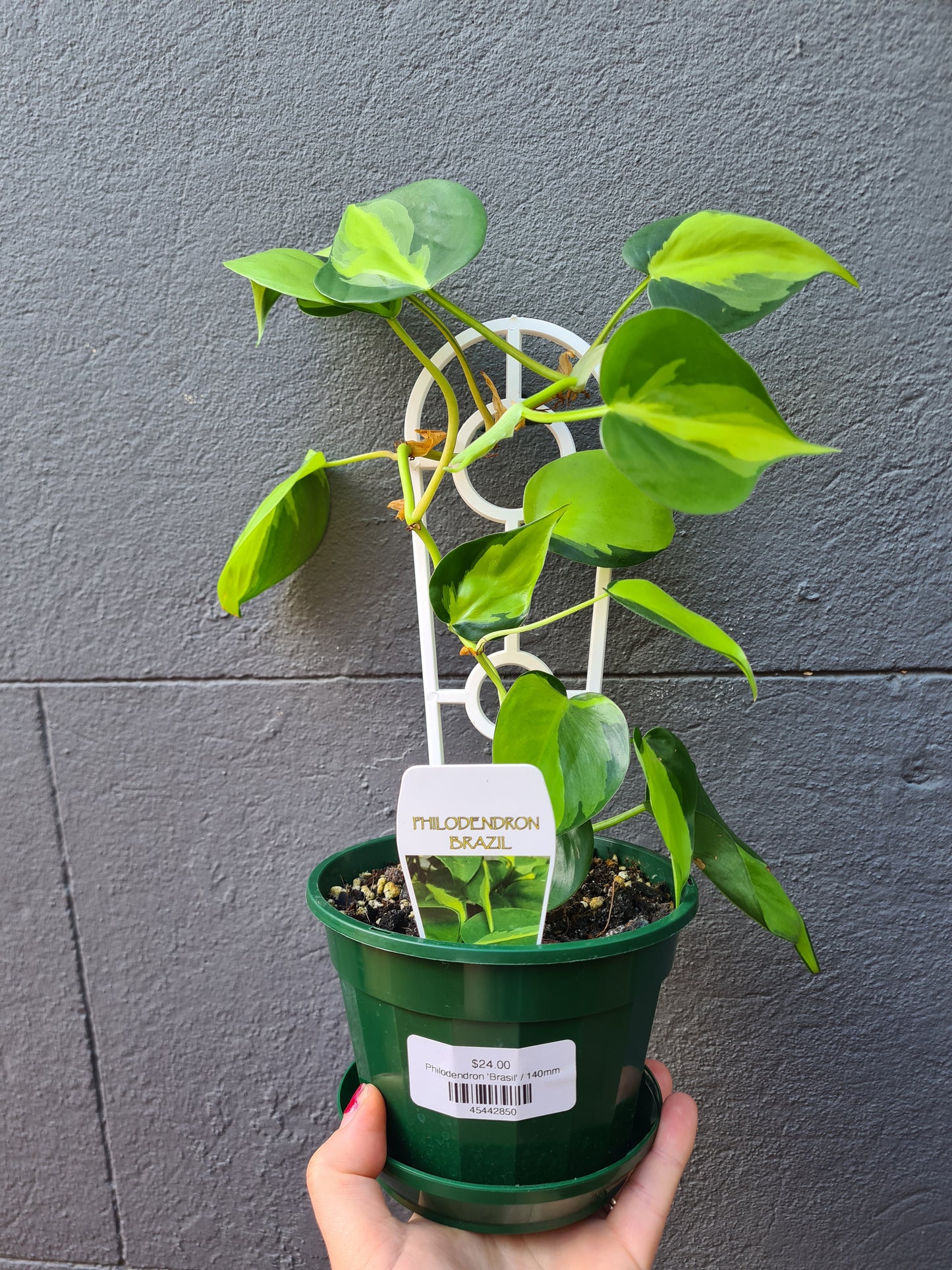 Philodendron 'Brasil'