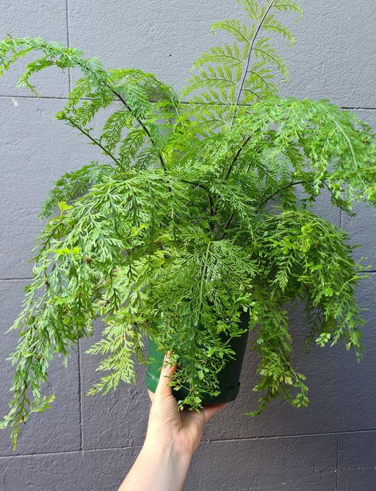 Asplenium bulbiferum 'Hen & Chicken Fern'