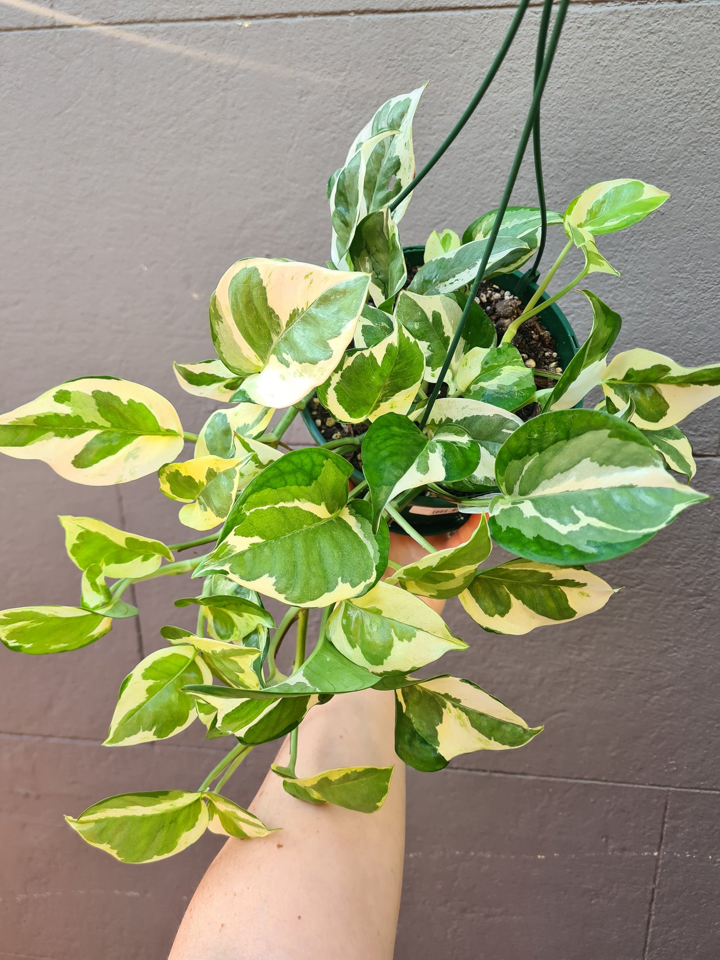 Epipremnum aureum 'Snow Queen'