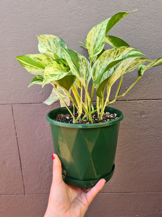 Epipremnum aureum 'Marble Queen'