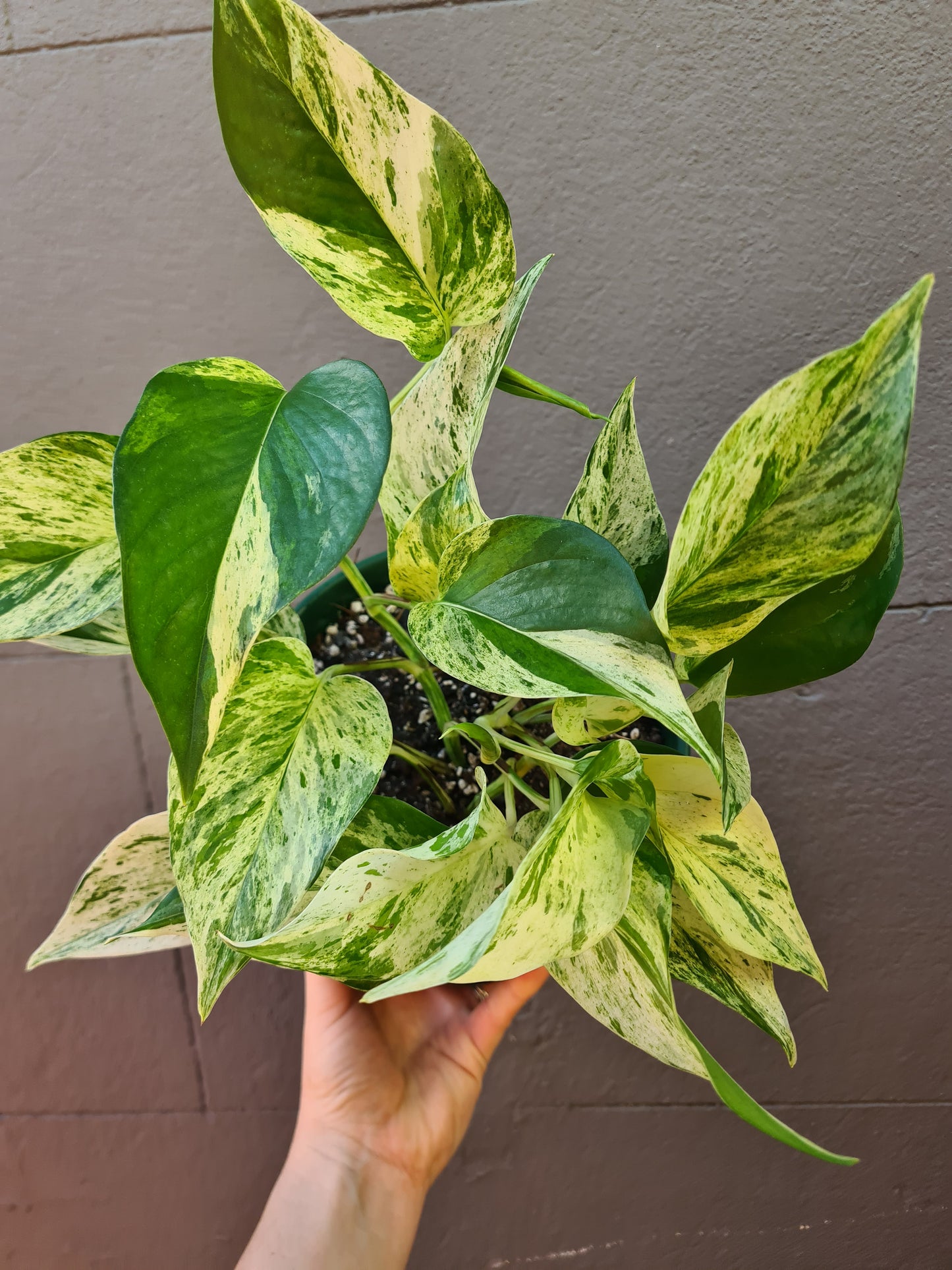 Epipremnum aureum 'Marble Queen'