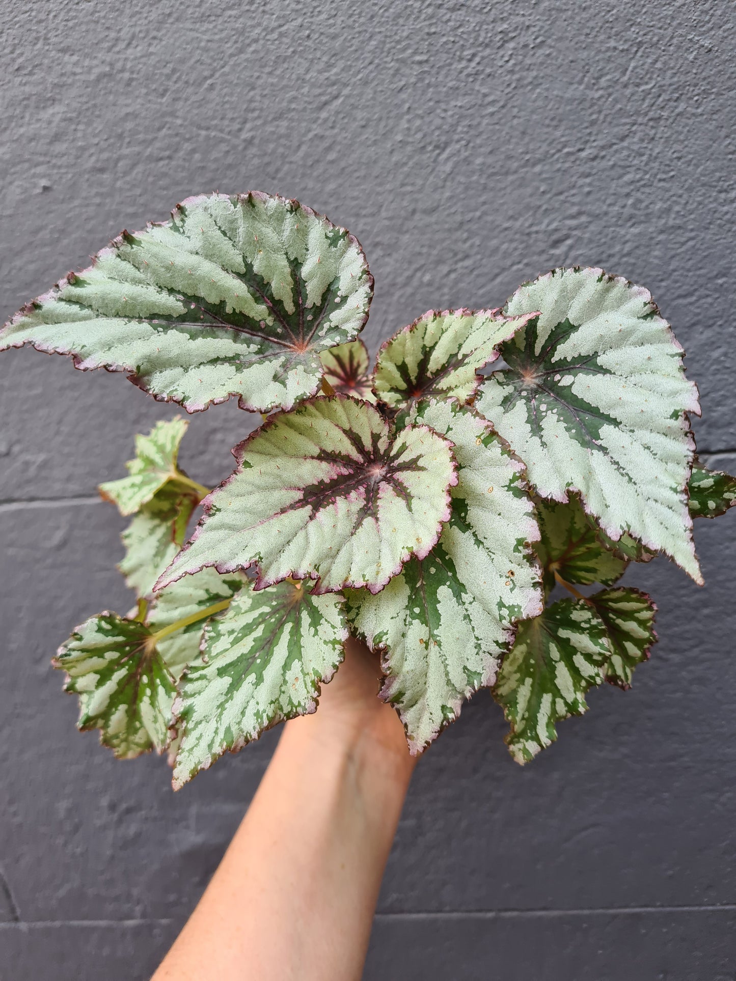 Begonia Rex