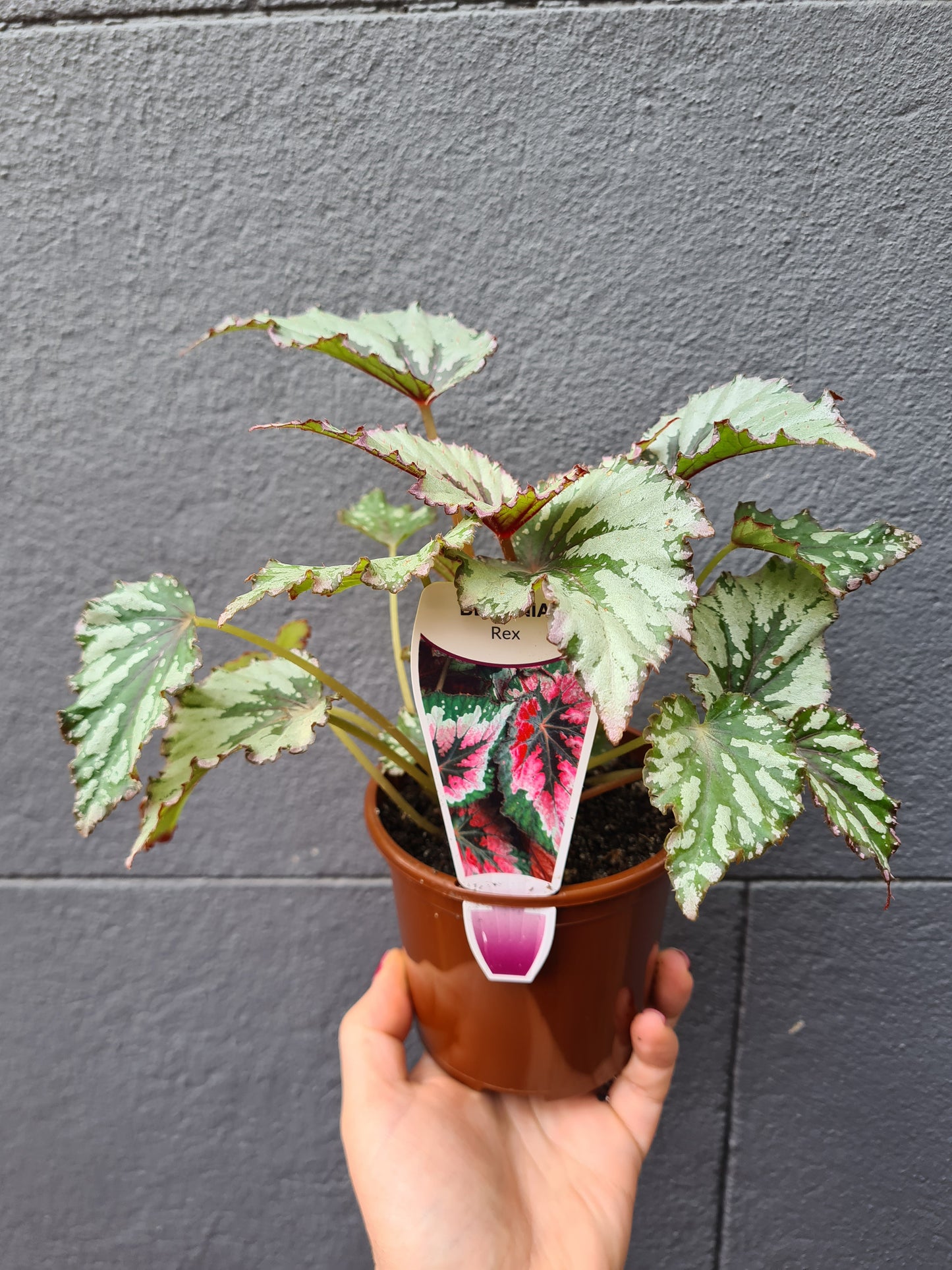 Begonia Rex