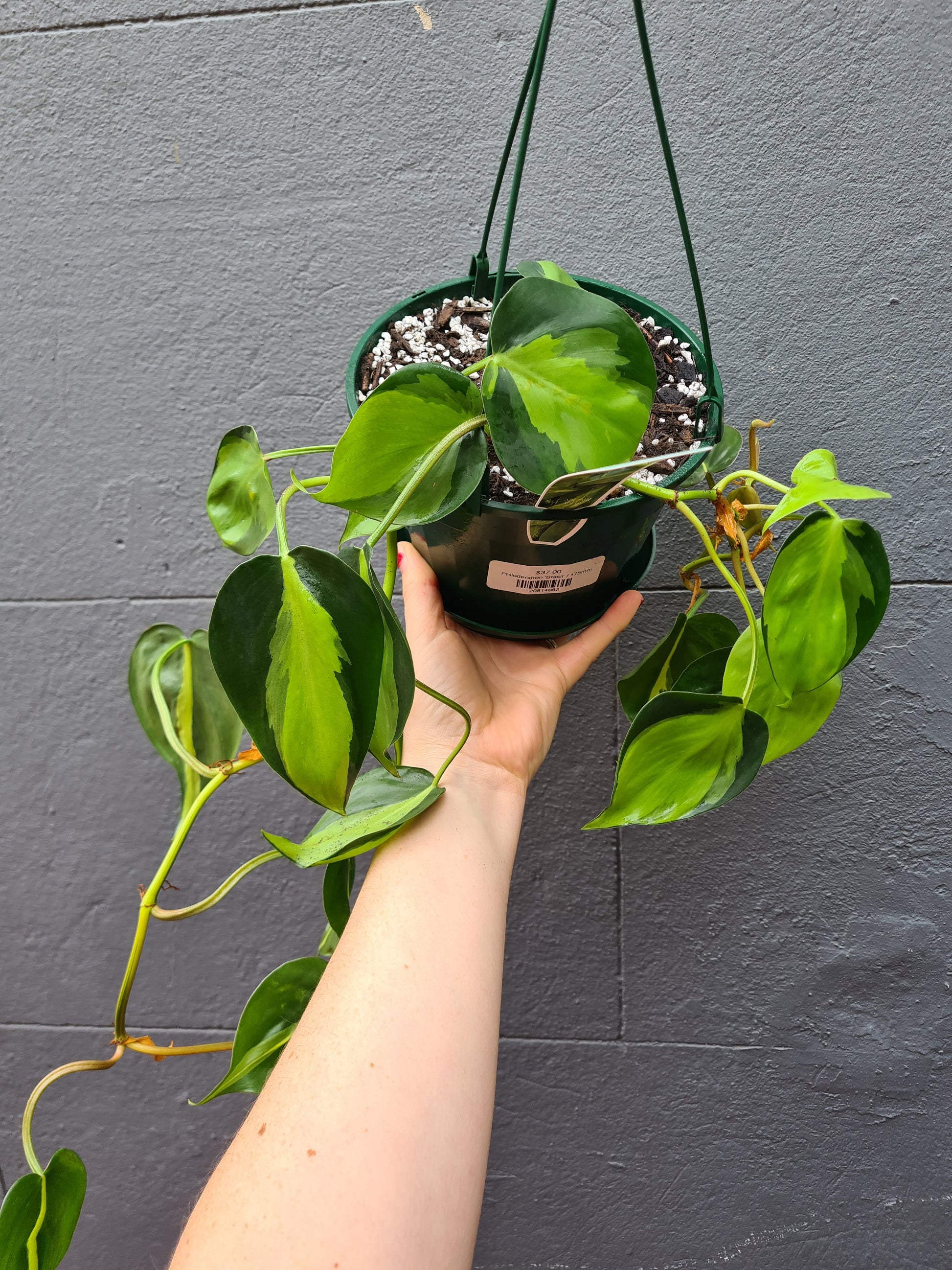 philodendron brasil australia Philodendron 'Brasil' – Wattle & Bee