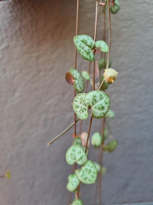 Ceropegia woodii 'Chain of Hearts'