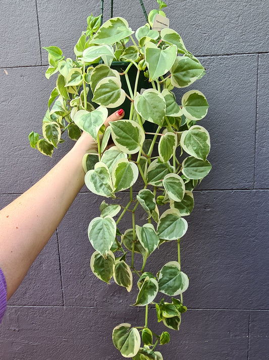 Peperomia scandens 'Trailing Peperomia' variegated