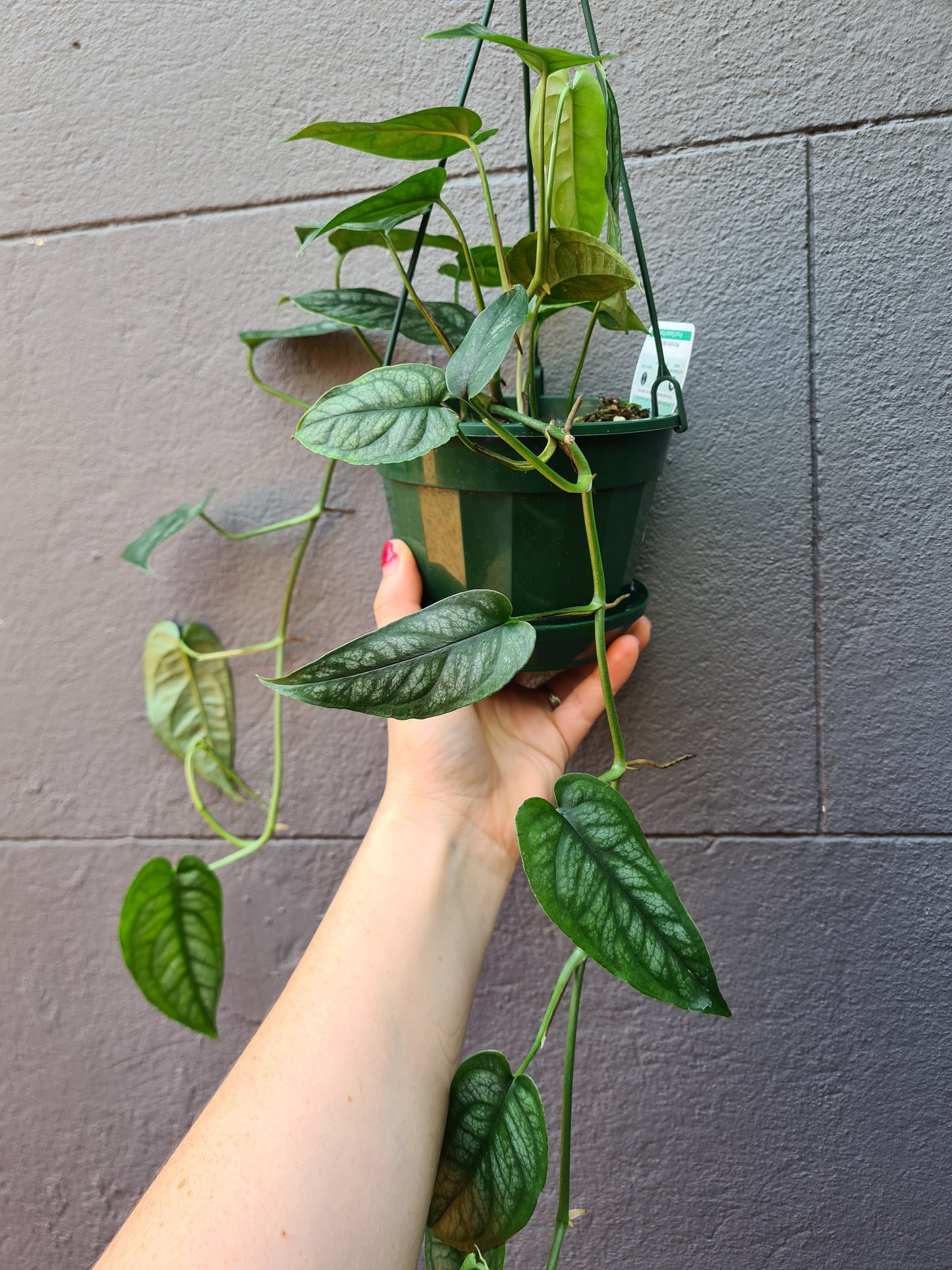 Monstera siltepecana 'Ecuador'