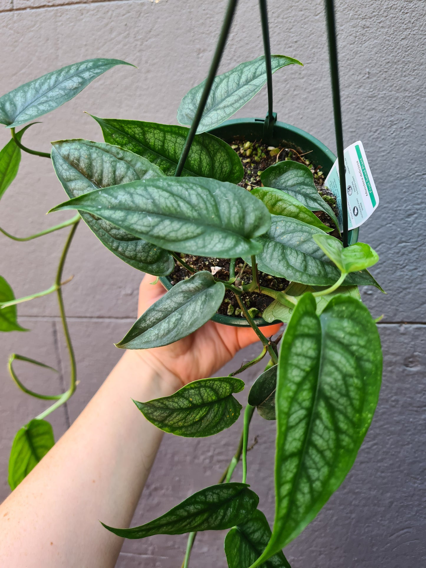 Monstera siltepecana 'Ecuador'