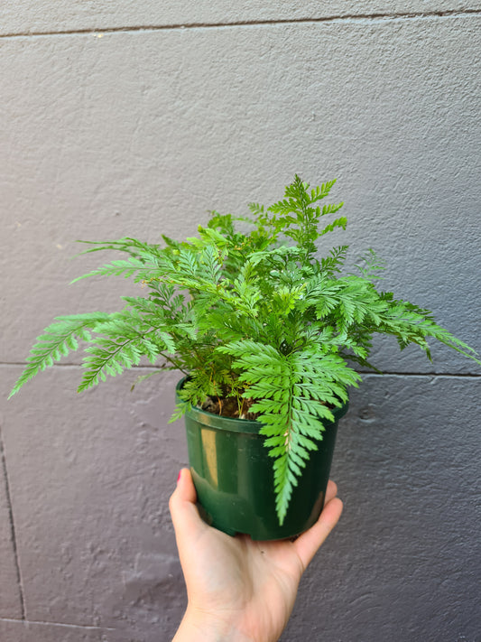Davallia fejeensis 'Rabbit's Foot Fern'
