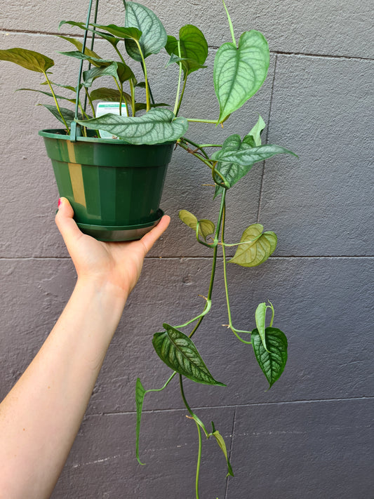 Monstera siltepecana 'Ecuador'