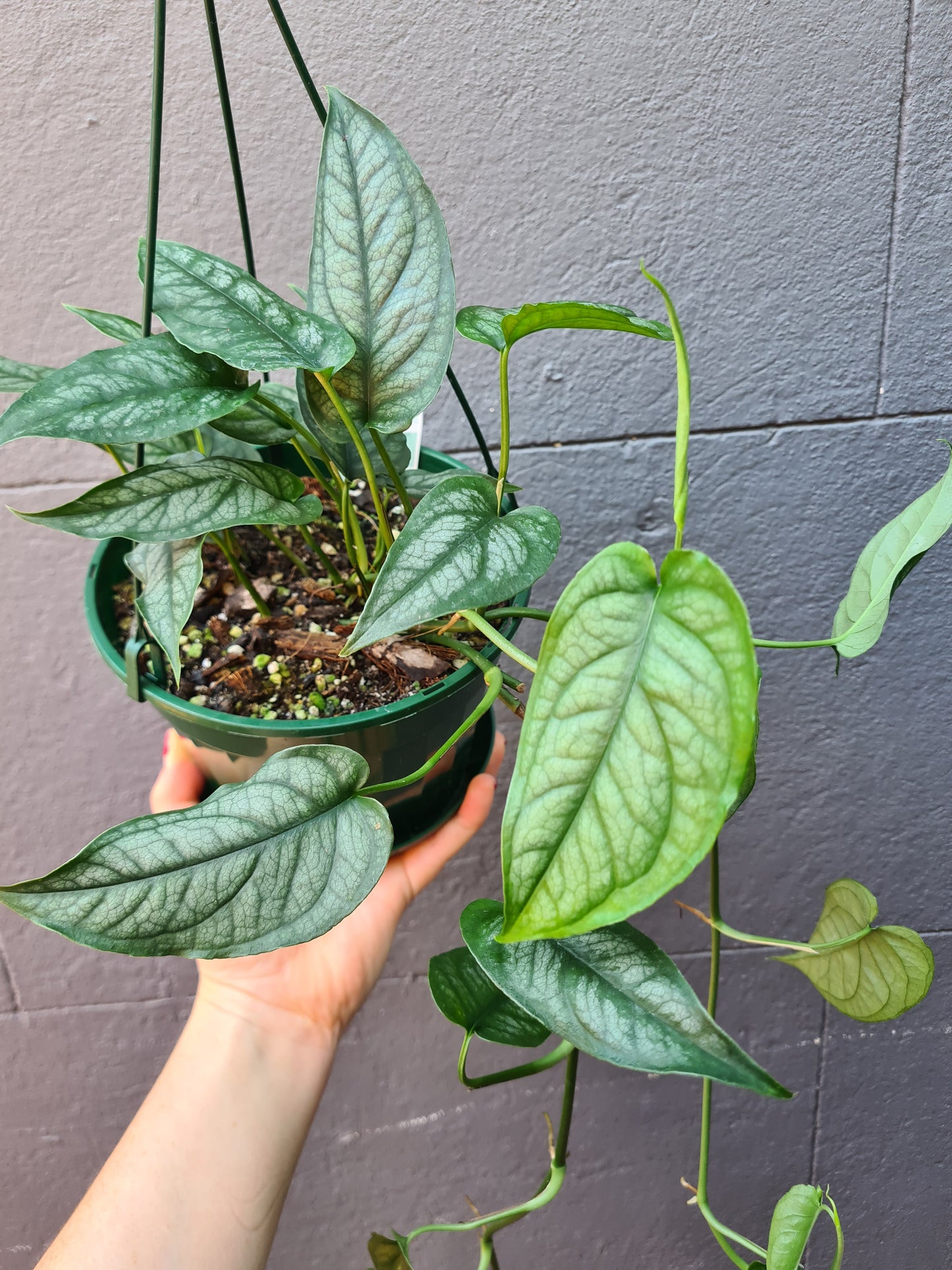 Monstera siltepecana 'Ecuador'