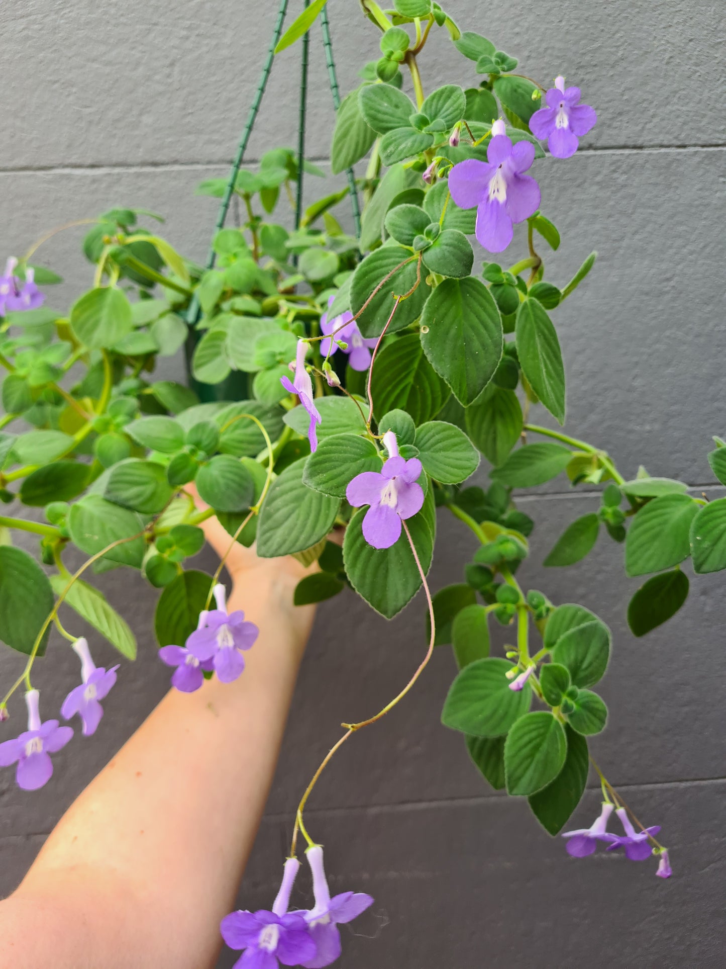 Streptocarpus 'Nodding Violet'