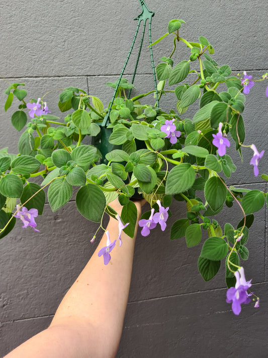 Streptocarpus 'Nodding Violet'