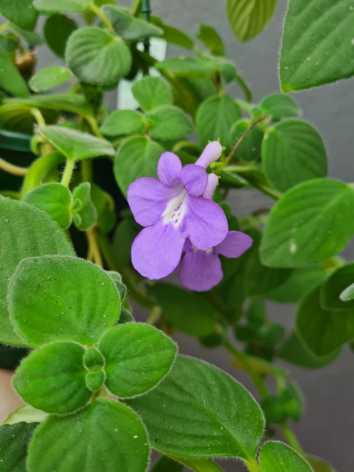 Streptocarpus 'Nodding Violet'