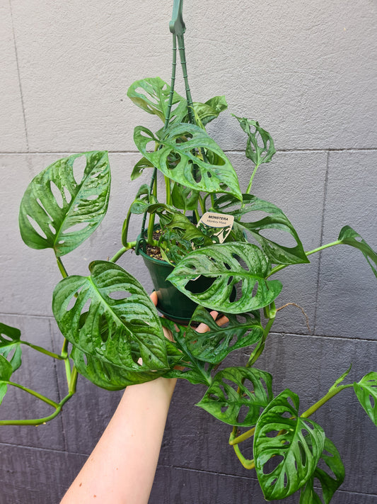 Monstera lechleriana