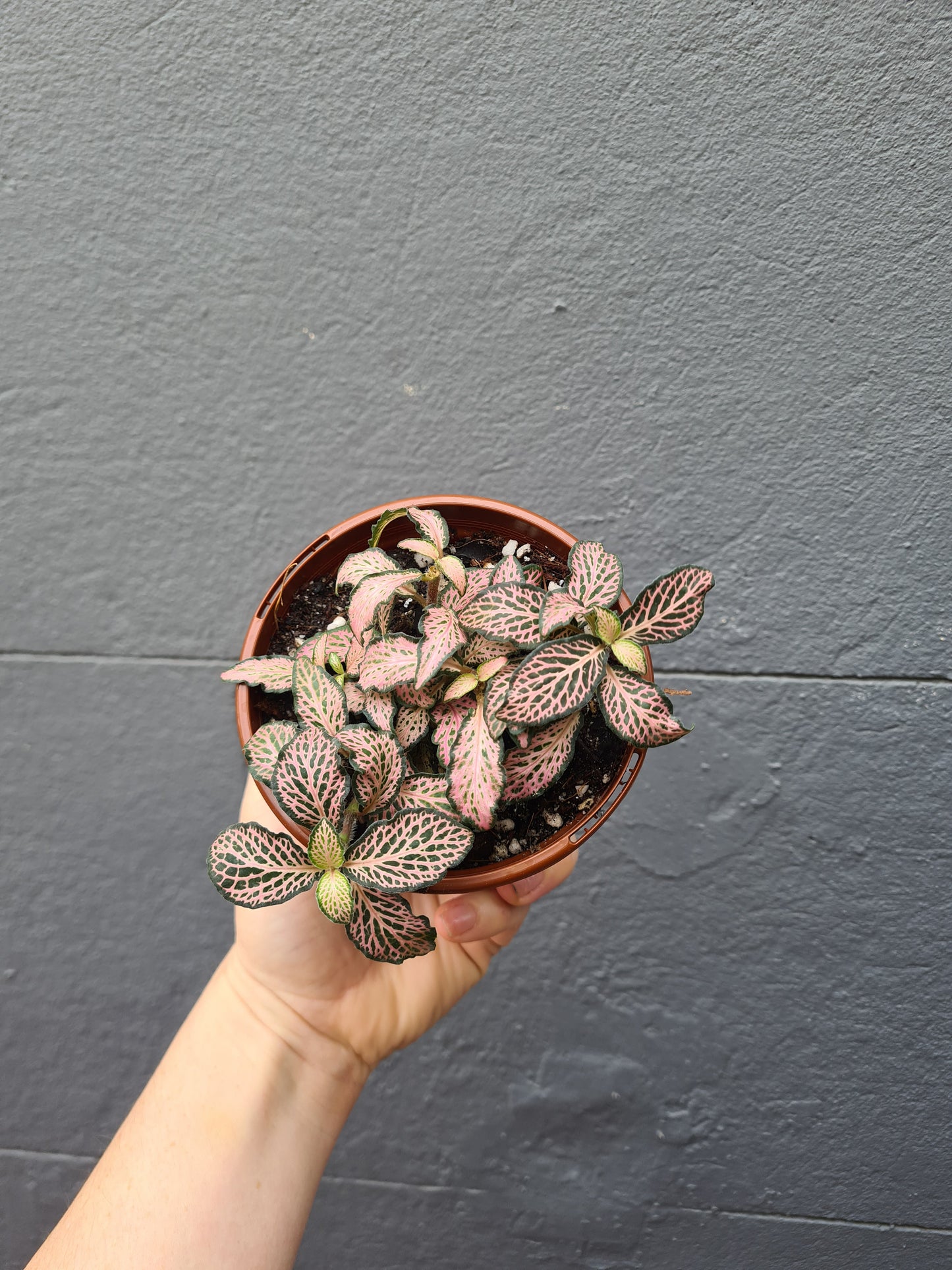 Fittonia 'Nerve Plant'