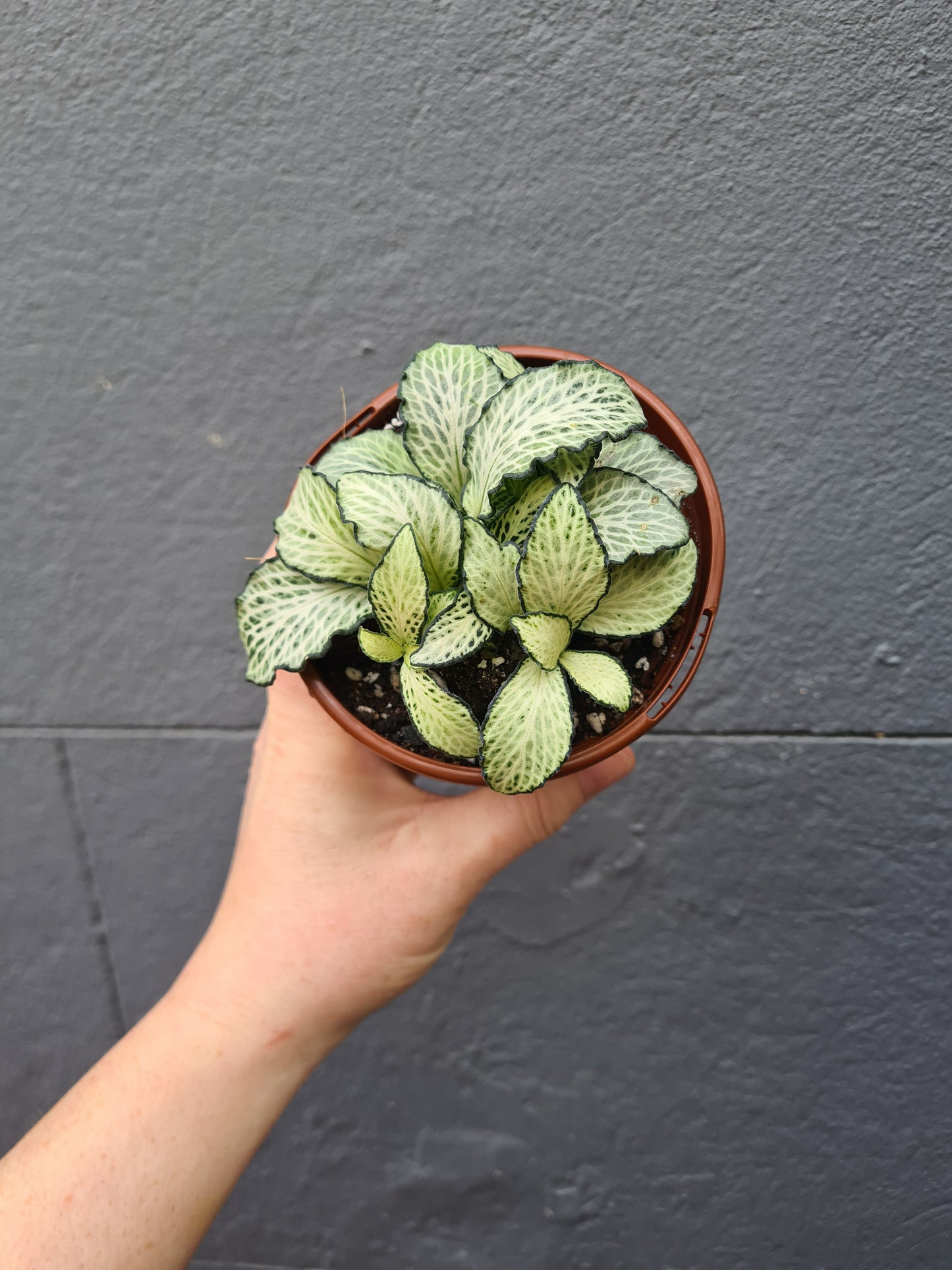 Fittonia 'Nerve Plant'