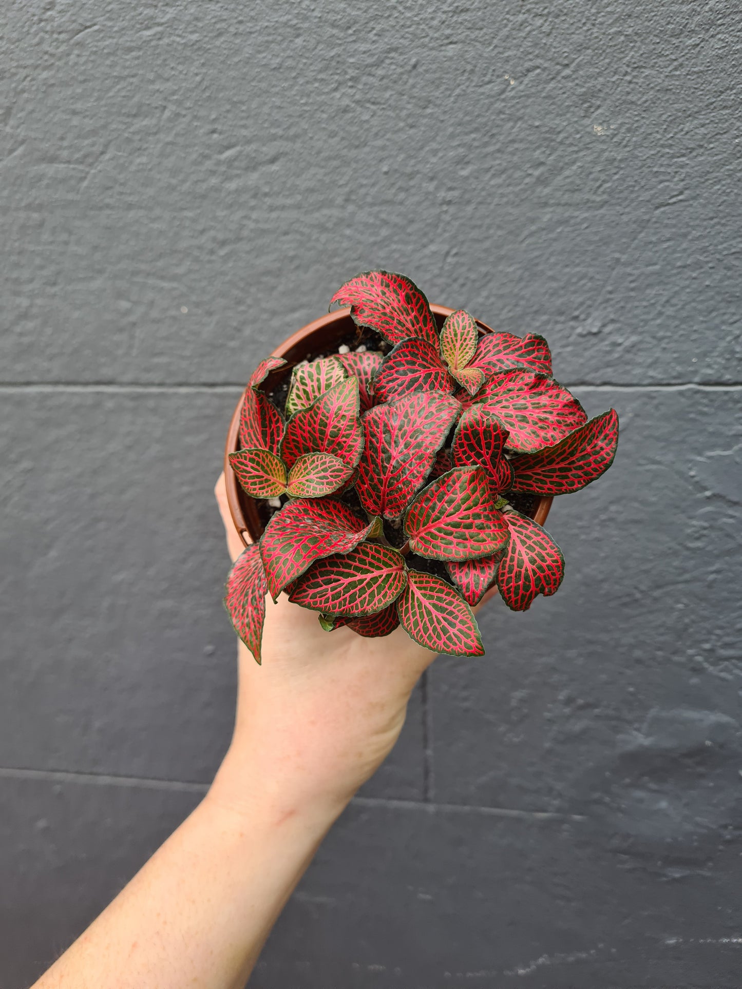 Fittonia 'Nerve Plant'