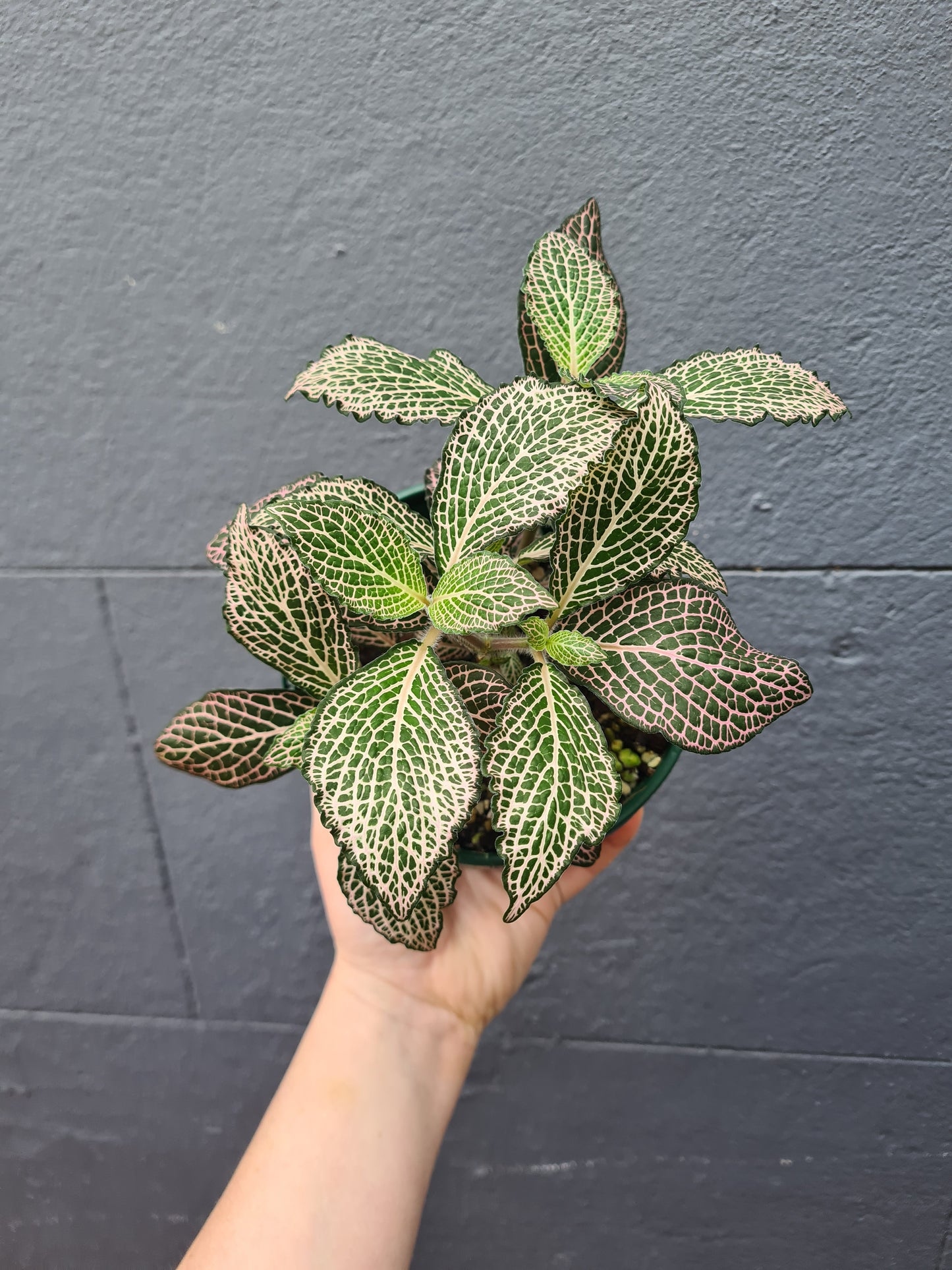 Fittonia 'Nerve Plant'