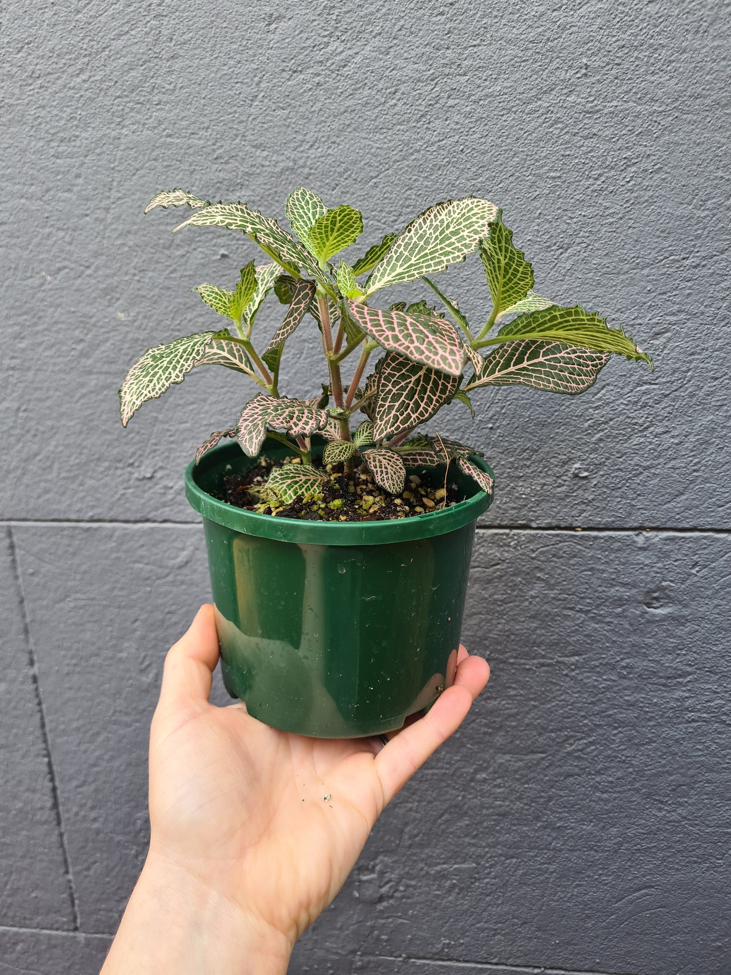 Fittonia 'Nerve Plant'