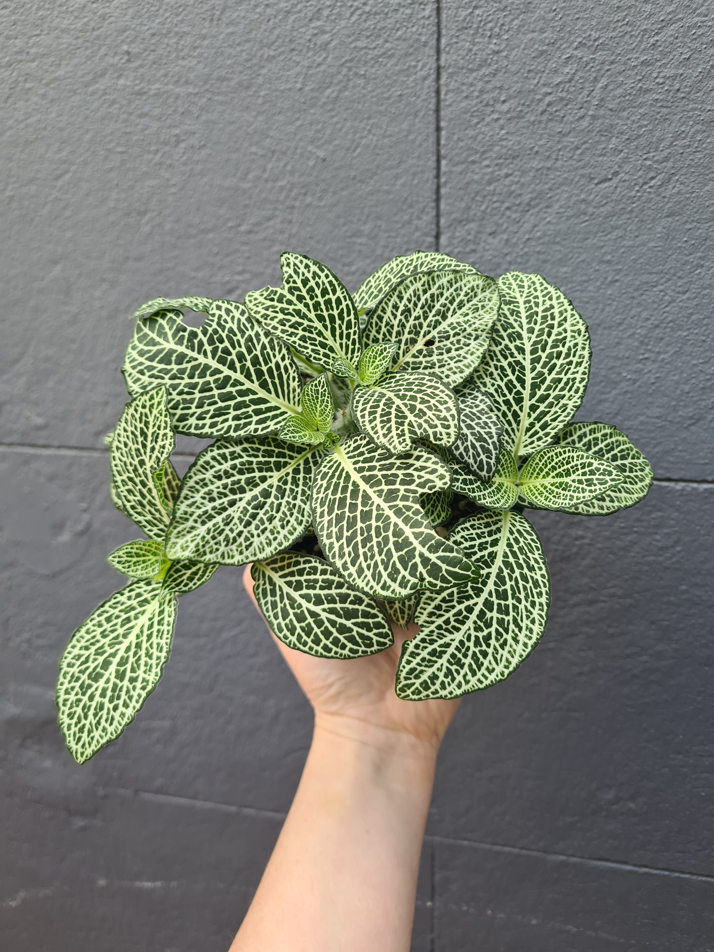 Fittonia 'Nerve Plant'