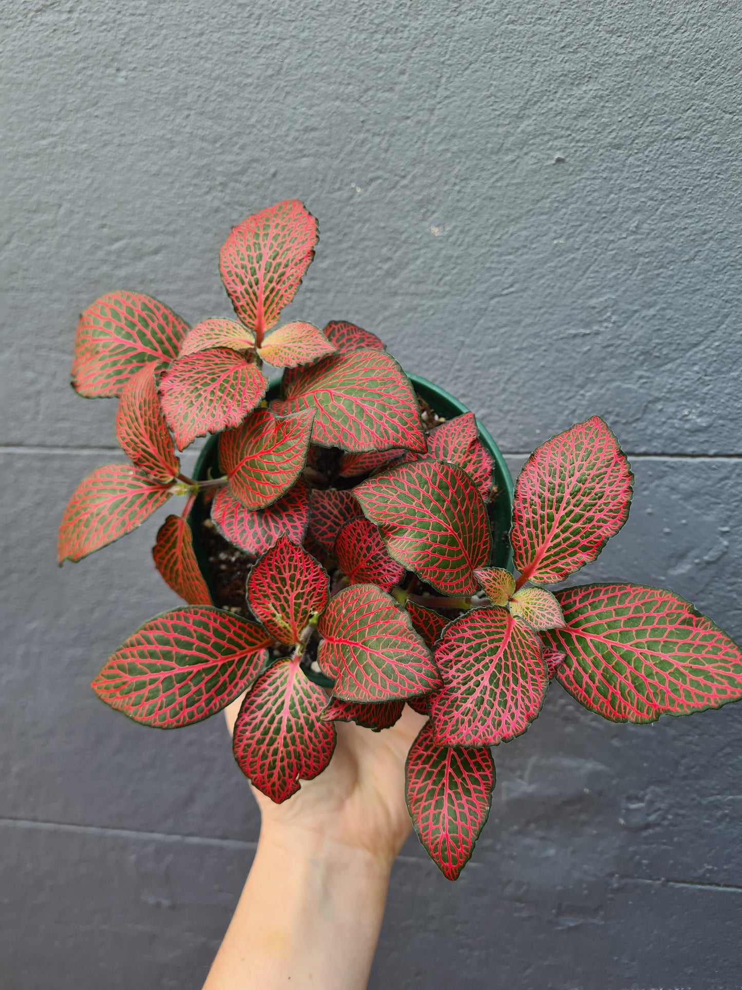 Fittonia 'Nerve Plant'