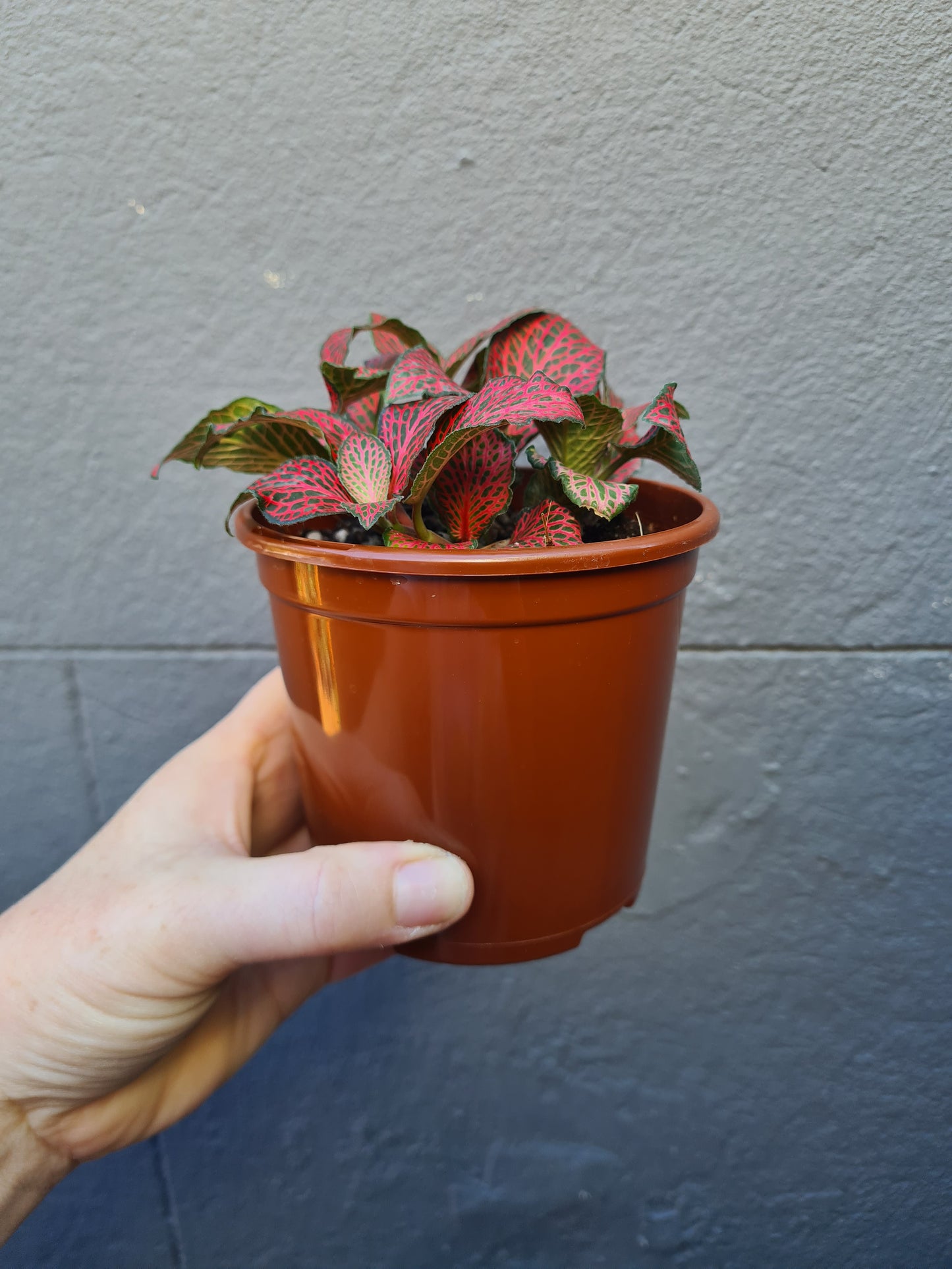 Fittonia 'Nerve Plant'