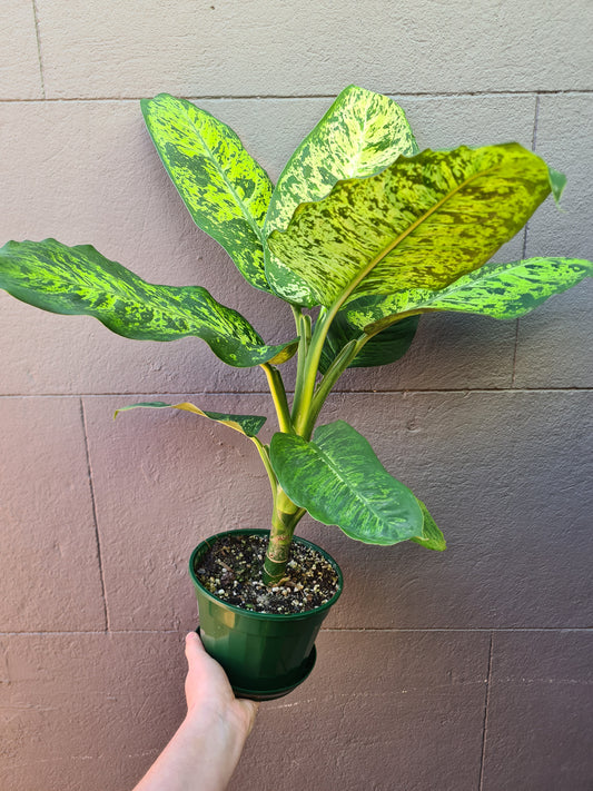 Dieffenbachia 'Mars'