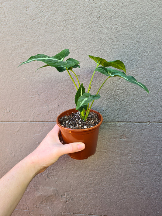 Syngonium wendlandii