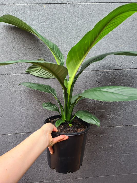 Spathiphyllum Sensation 'Peace Lily'