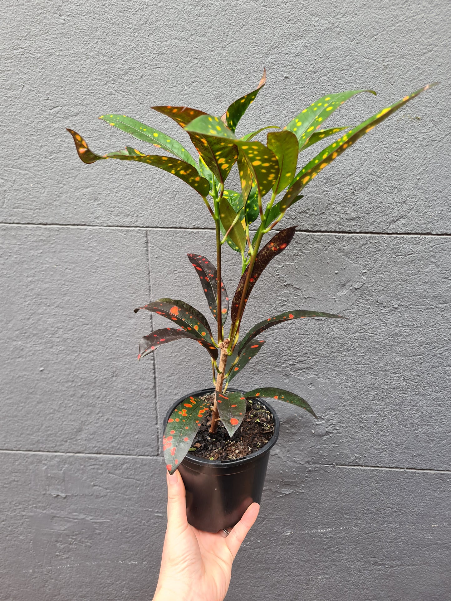 Codiaem 'Croton'