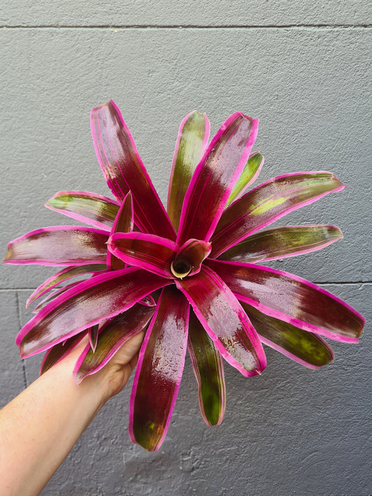 Vriesea 'Bromeliad'