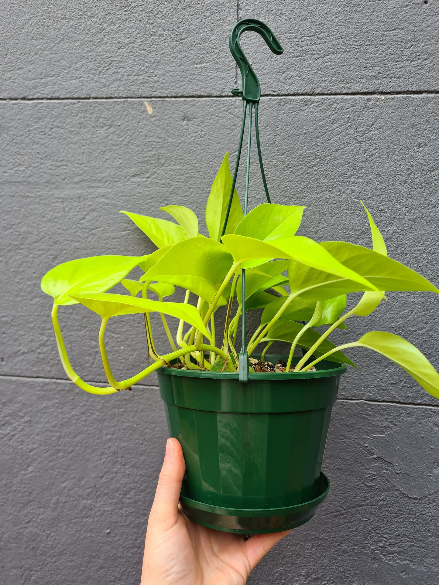 Epipremnum aureum 'Neon'