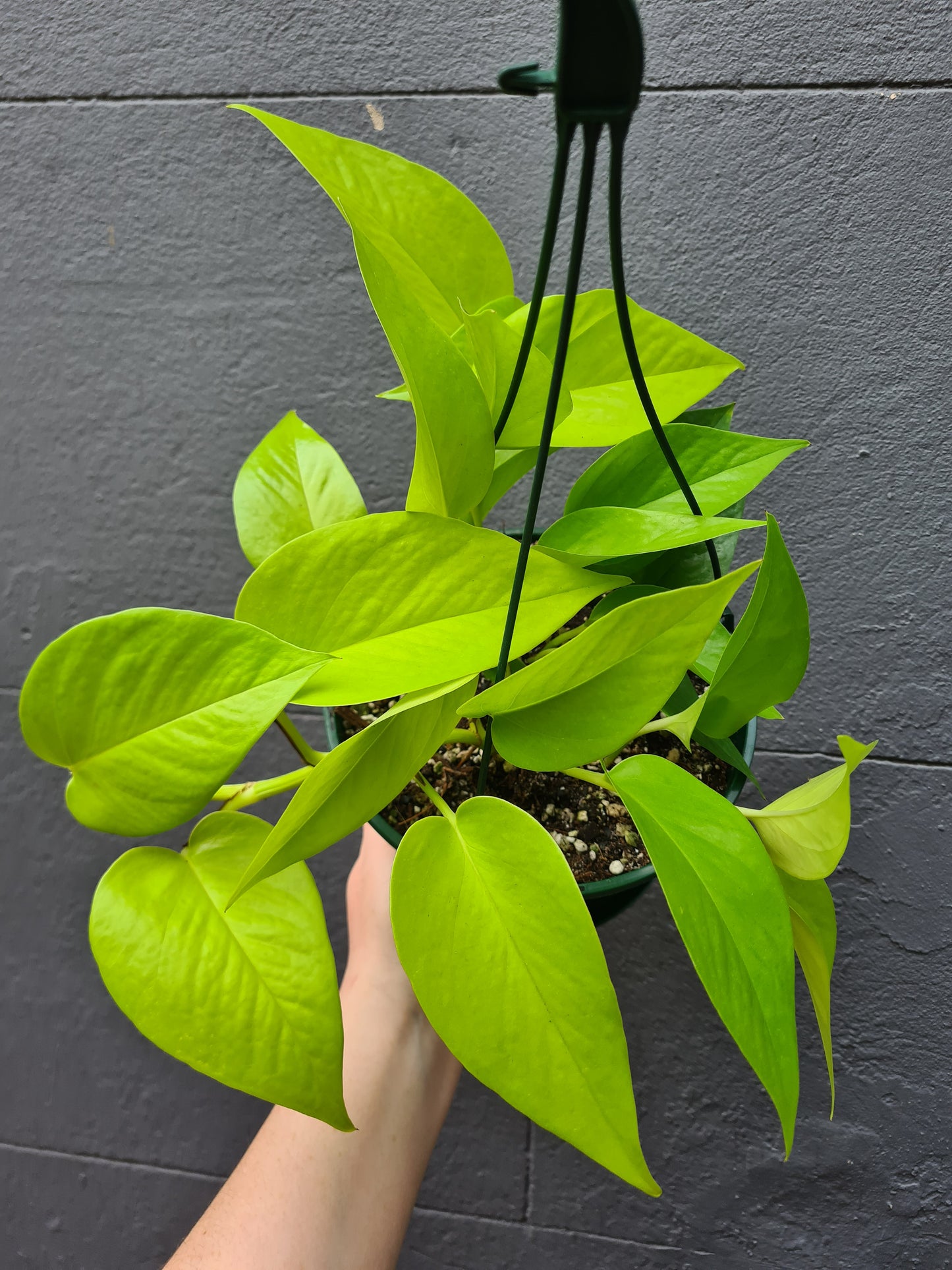 Epipremnum aureum 'Neon'