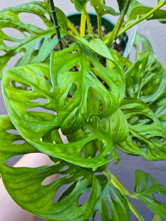 Monstera lechleriana