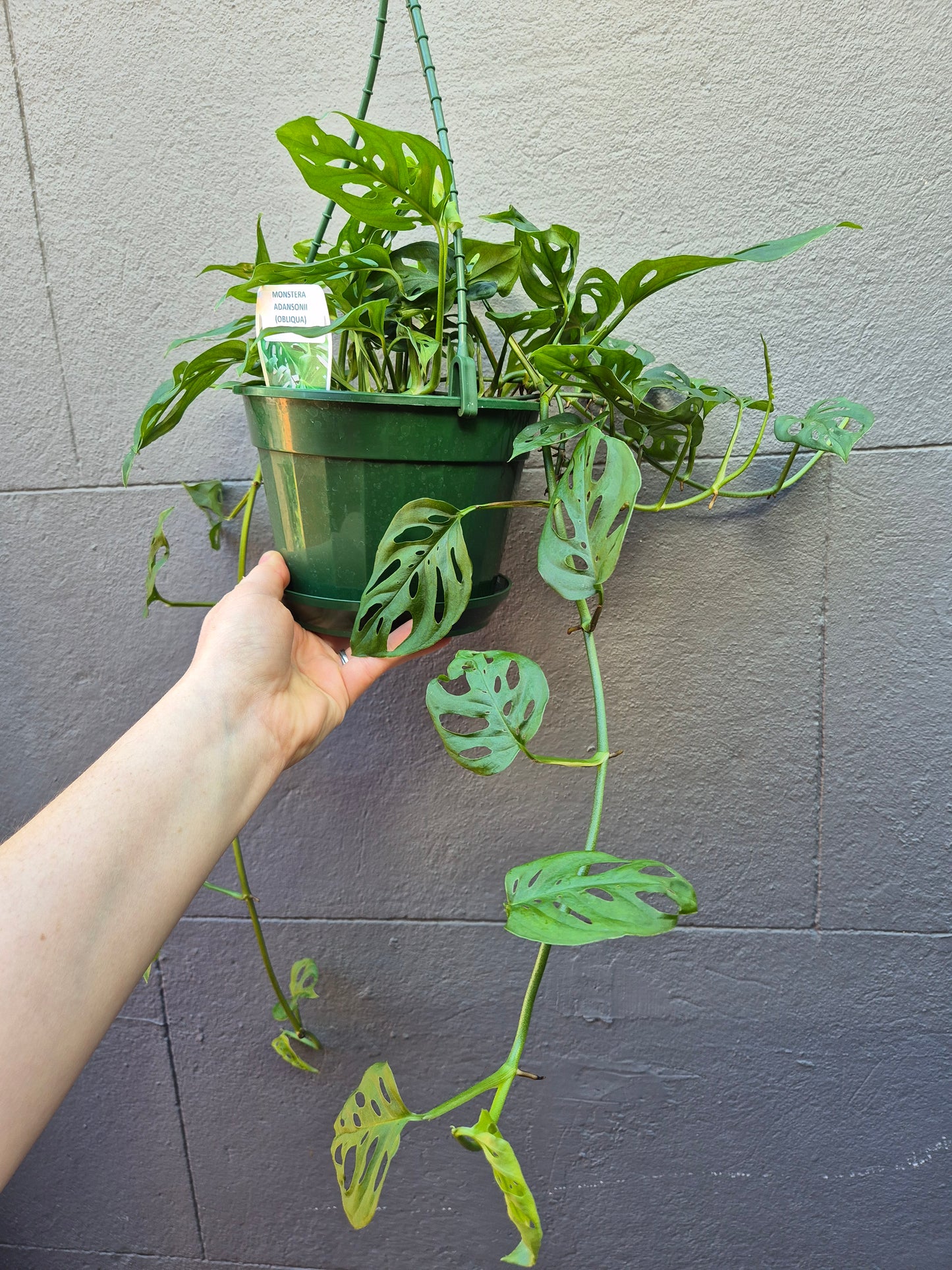 Monstera adansonii 'Monkey Mask'