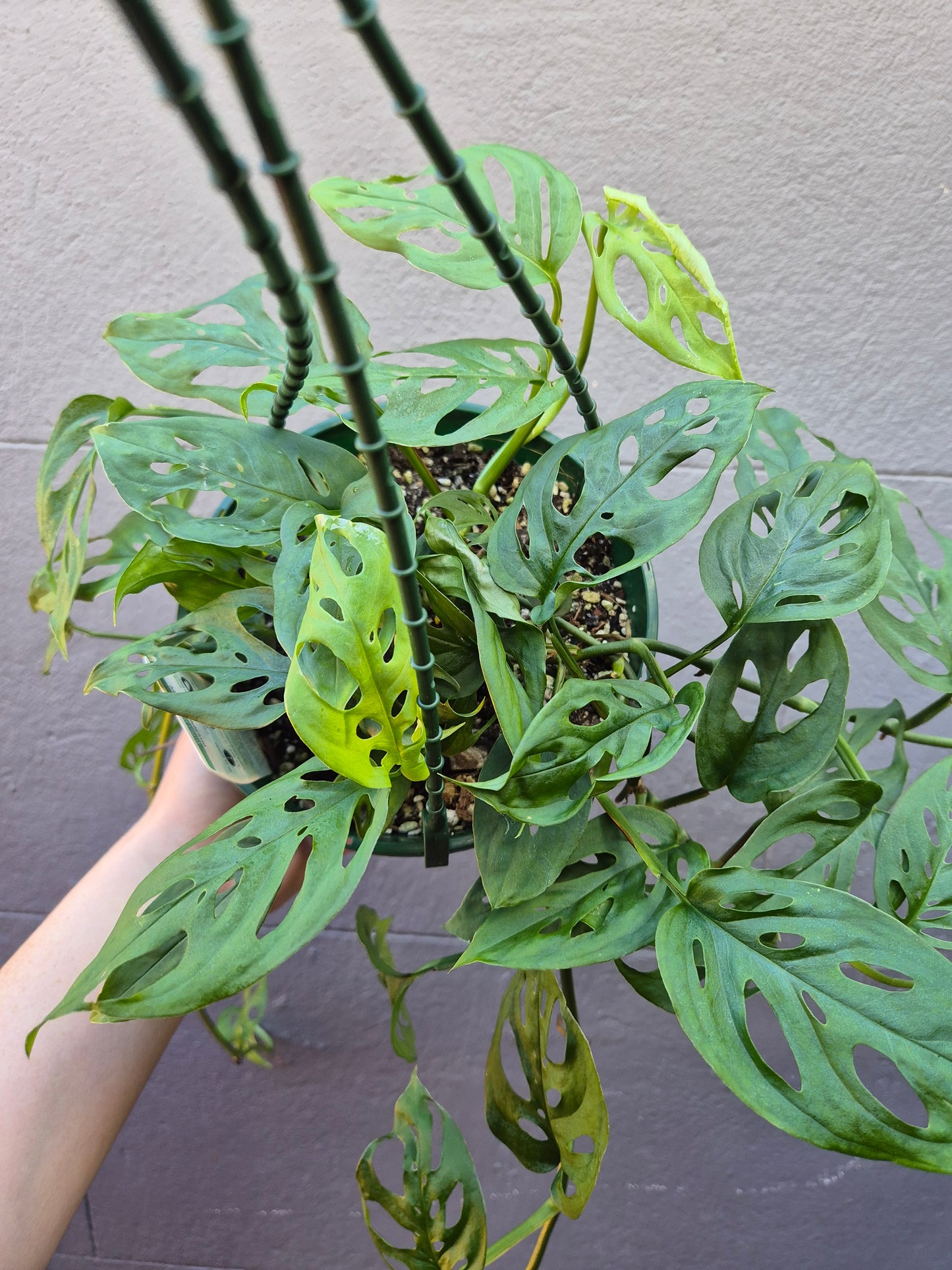 Monstera adansonii 'Monkey Mask'