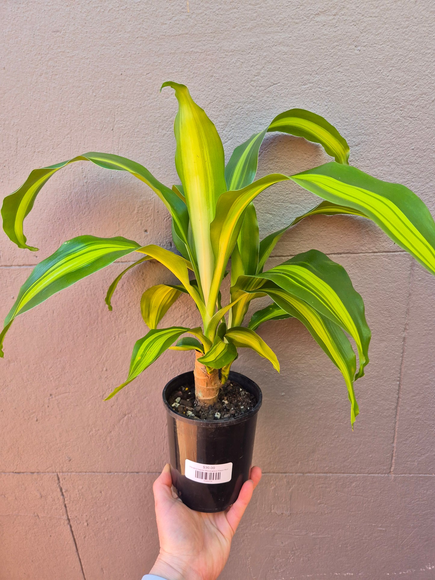 Dracaena fragrans Massangeana 'Happy Plant'