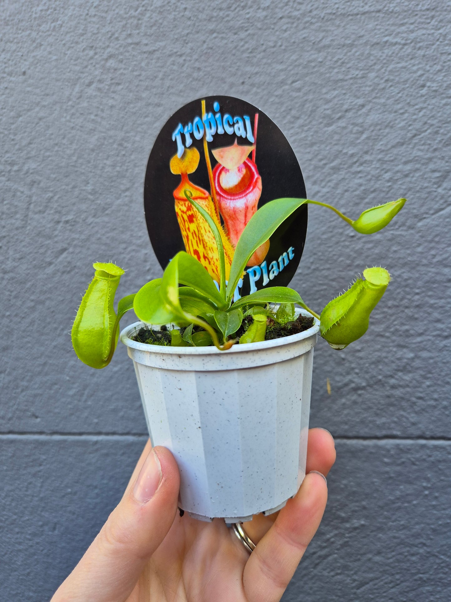 Nepenthes 'Pitcher Plant'