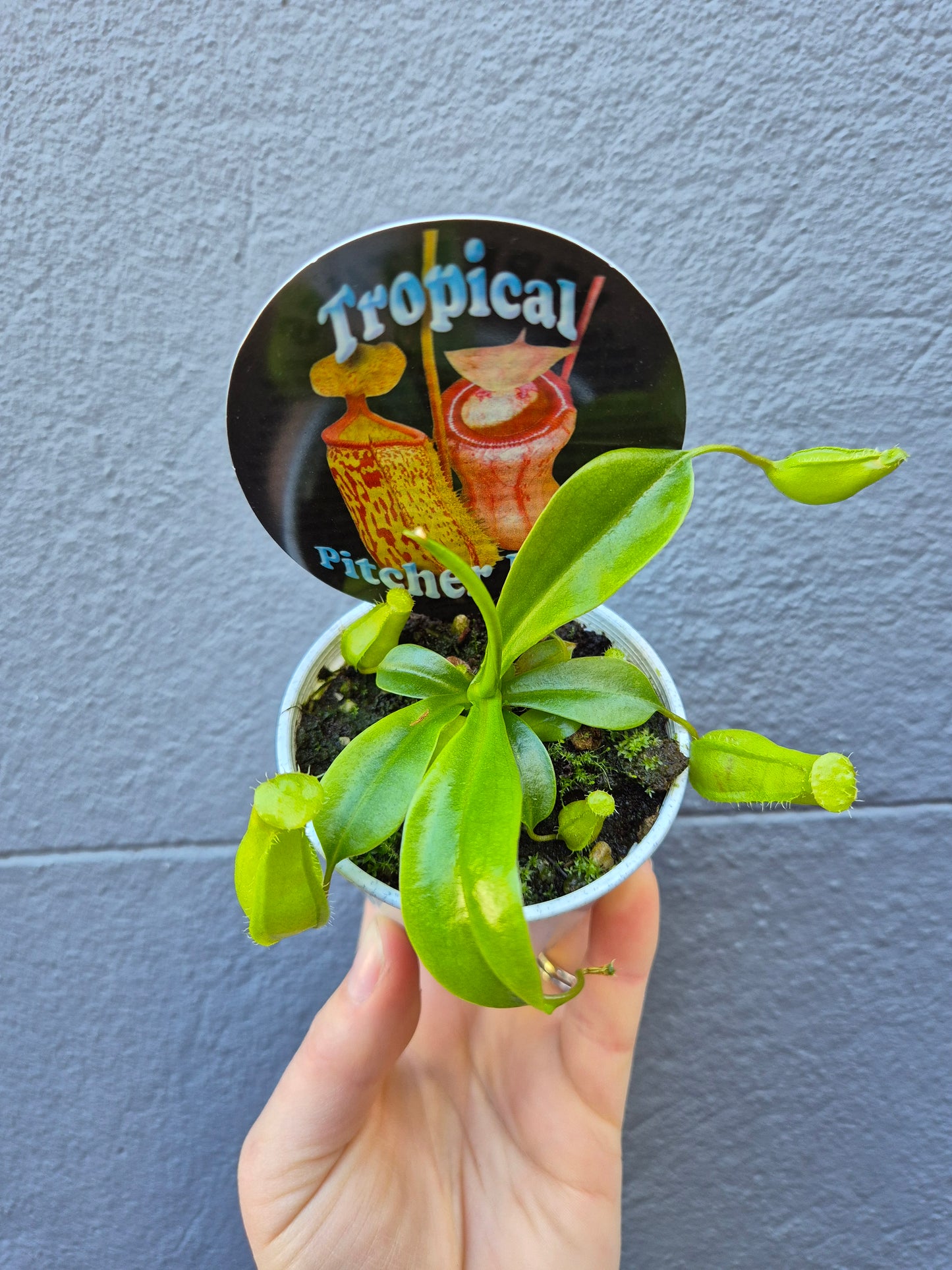 Nepenthes 'Pitcher Plant'