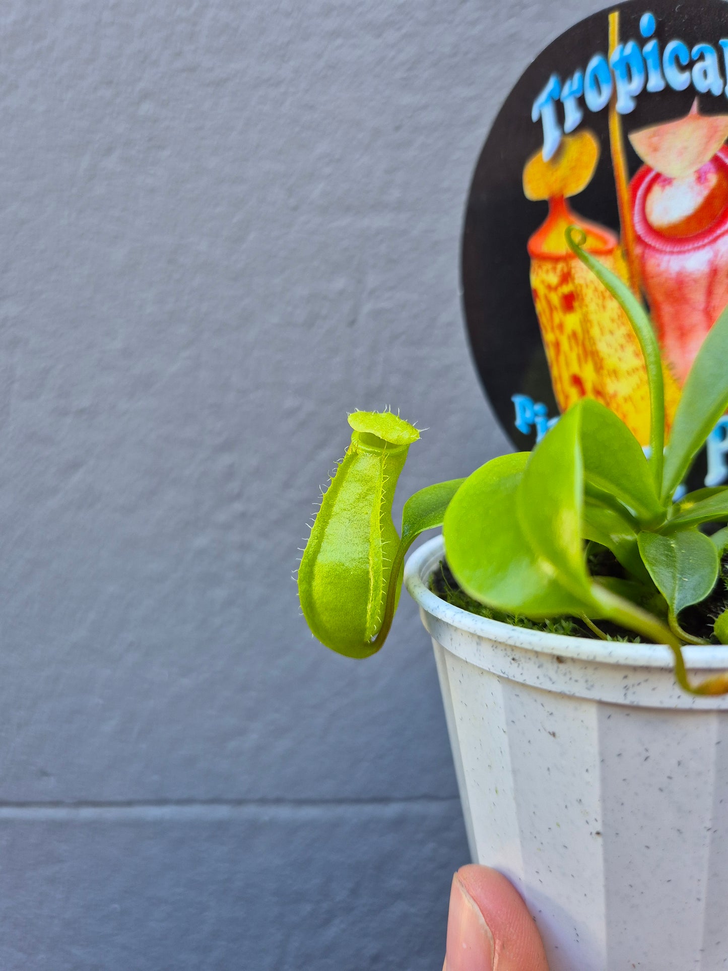 Nepenthes 'Pitcher Plant'