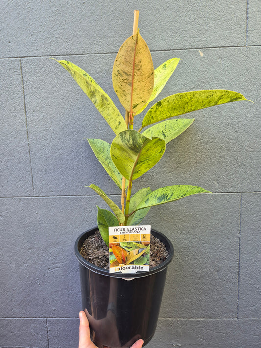 Ficus elastica 'Shivereana'