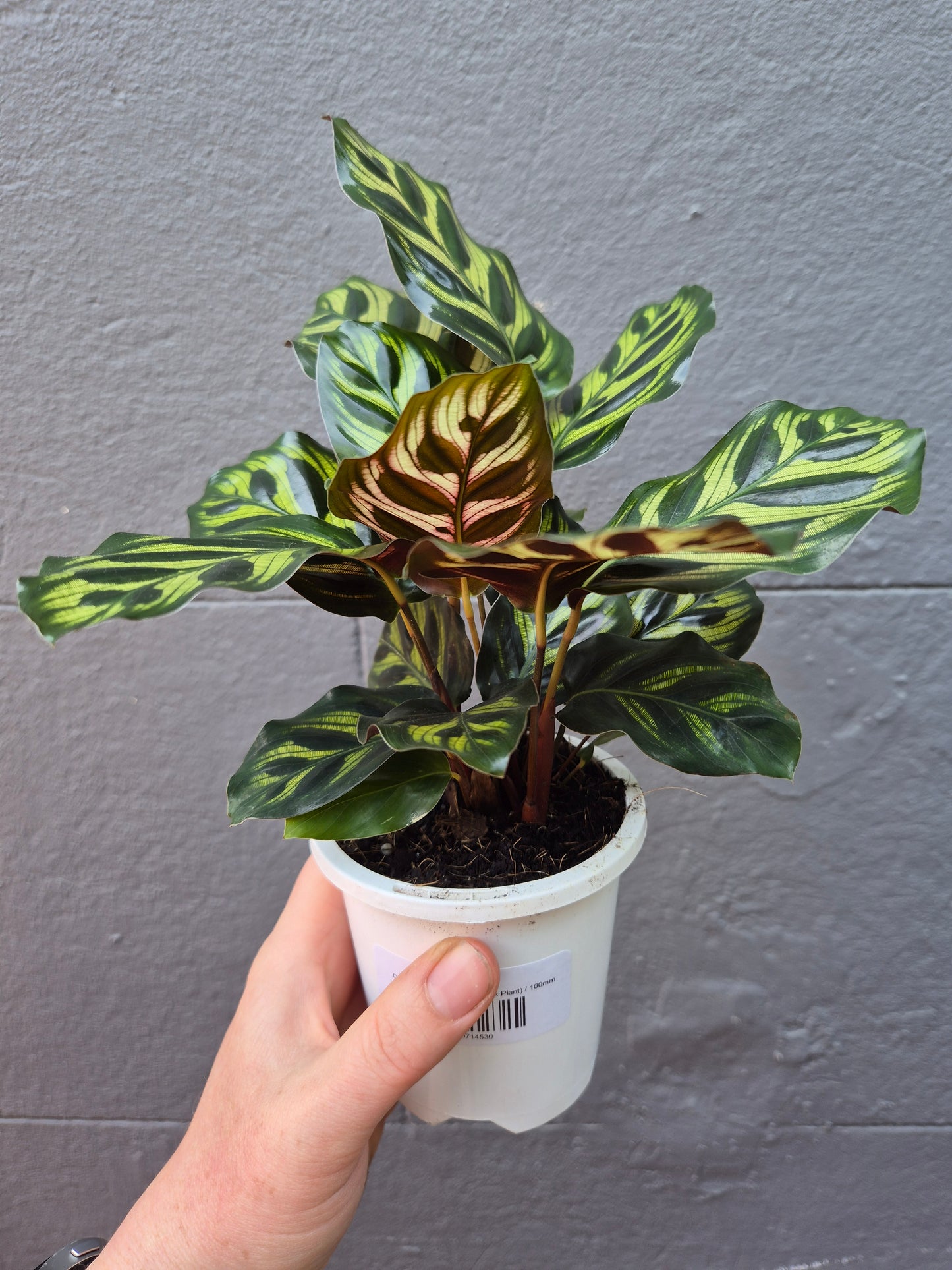 Calathea makoyana 'Peacock Plant'