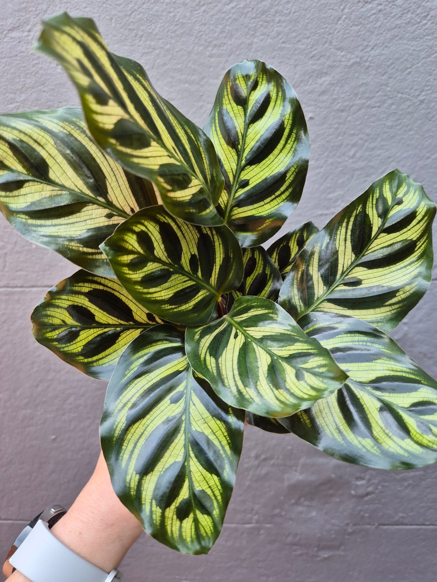 Calathea makoyana 'Peacock Plant'